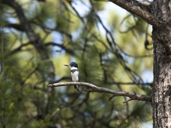 Kingfisher pe ramură . — Fotografie, imagine de stoc
