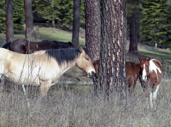 Unos caballos junto a un árbol . — Foto de Stock