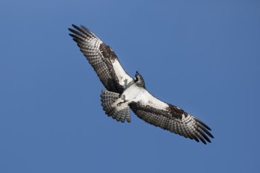 Osprey soars gökyüzünde.