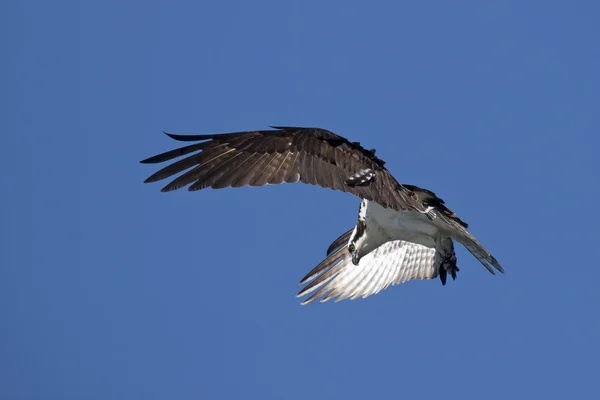 Osprey flaps it wings. — Stock Photo, Image