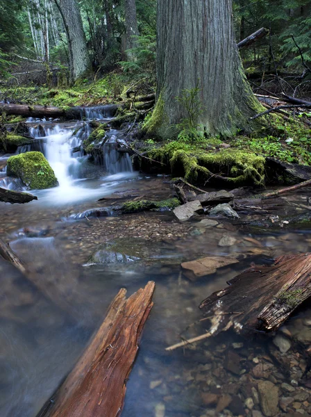 Bellissimo torrente di montagna . — Foto Stock