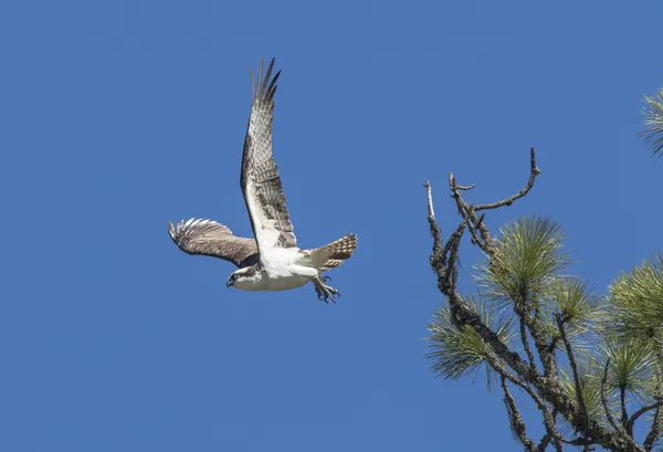 Fiskgjuse tar av från gren. — Stockfoto