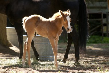 at yanındaki küçük pony.