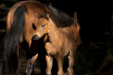 Annenin yanındaki Colt.