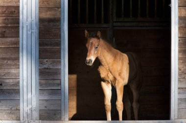Colt açarak standları.