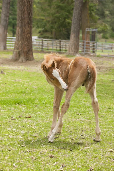 Colt shows grooming habits. — Stock Photo, Image