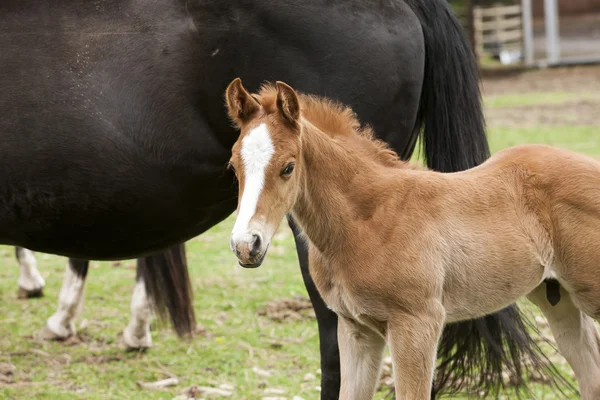 Standing next to mom. — Stock Photo, Image