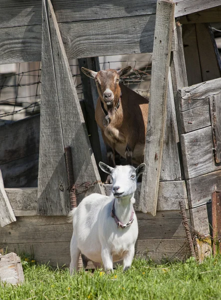 Two goats. — Stock Photo, Image