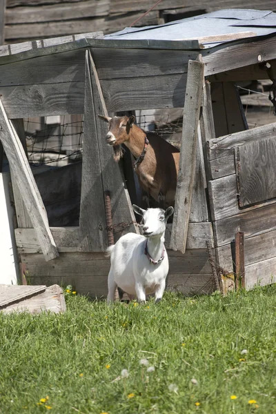 Пара коз . — стоковое фото