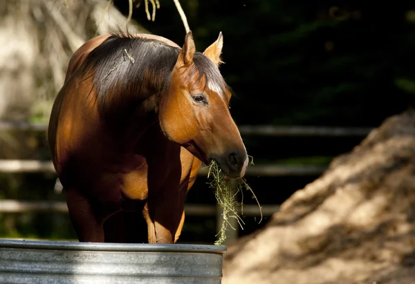 马在水槽边吃东西. — 图库照片