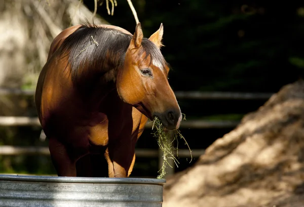 Caballo en el comedero . — Foto de Stock