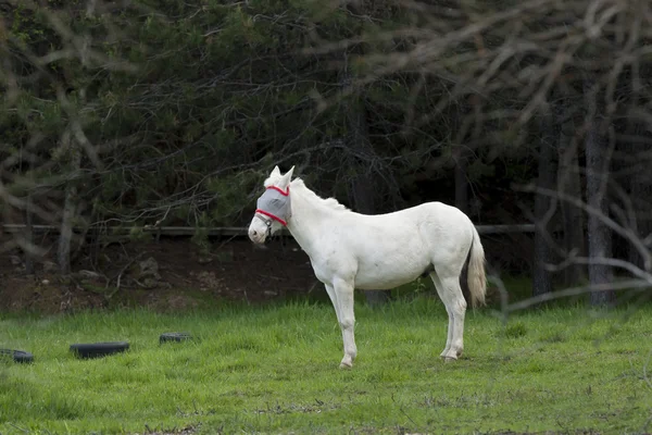 在草丛中的白马. — 图库照片