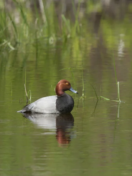 Redhead duck in calm water. — Stock Photo, Image