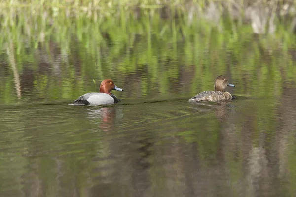 Redhead duck couple. — Stock Photo, Image