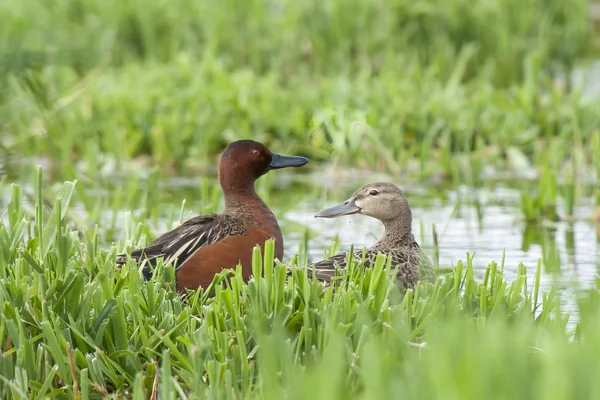 Male and female Cinnamon Teals. — Stock Photo, Image