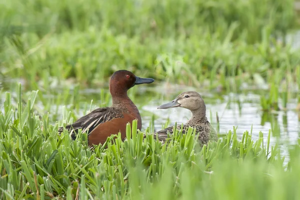 Mannelijke en vrouwelijke kaneel teals. — Stockfoto