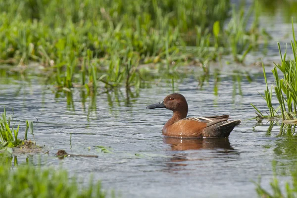 Canela Teal na água . — Fotografia de Stock