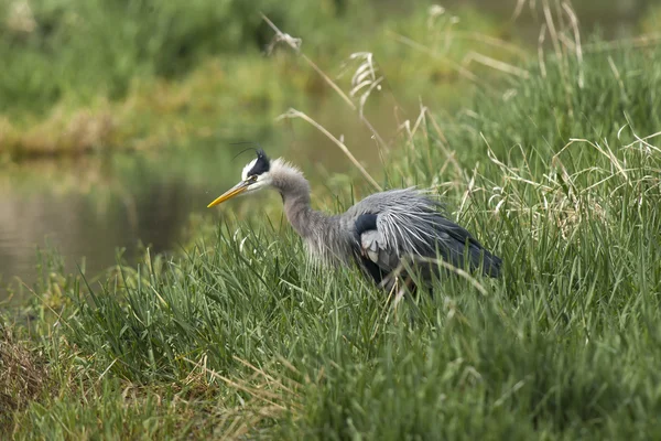 Heron runffles tüylerini. — Stok fotoğraf