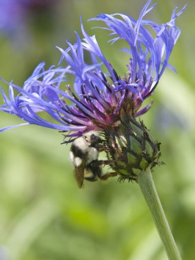Çiçekteki Yaban Arısı.