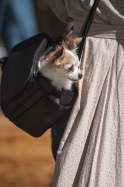 Çuvalda Chihuahua.