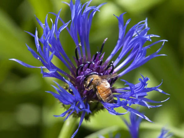 Abelha de mel em flor de cone . — Fotografia de Stock