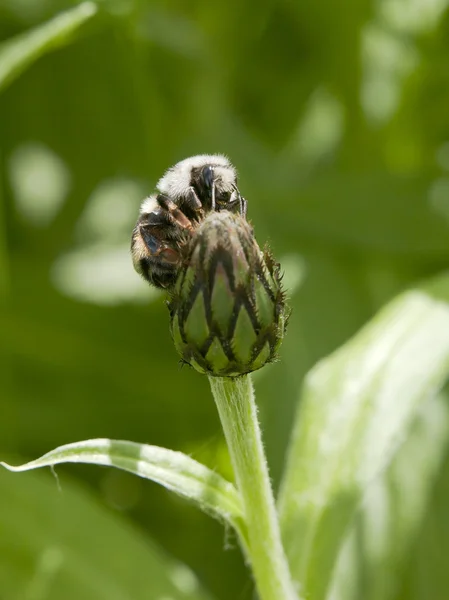 花のつぼみに蜂をしくじる. — ストック写真