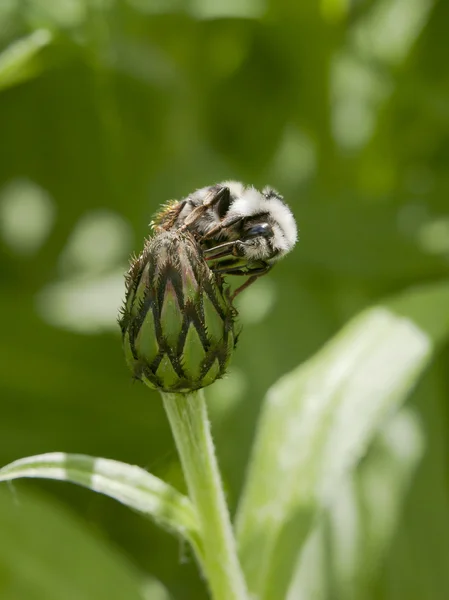 Close up van bumble bee. — Stockfoto