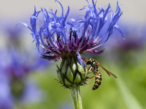 Gelbe Jacke sammelt Pollen. — Stockfoto