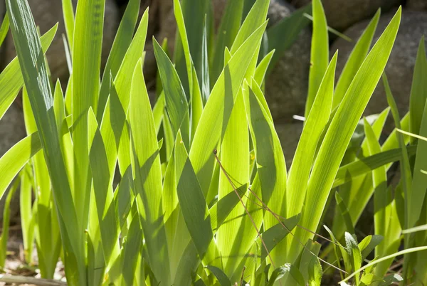 植物の葉は戻って点灯して. — ストック写真