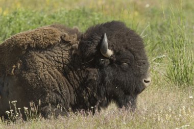 Bison en yakın.