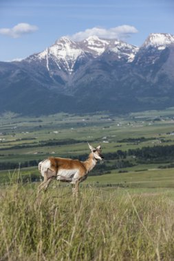 Antelope on hill with mountains. clipart