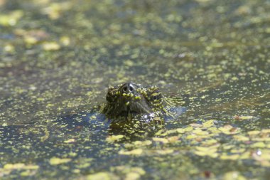 Boyalı kaplumbağa başkanı.