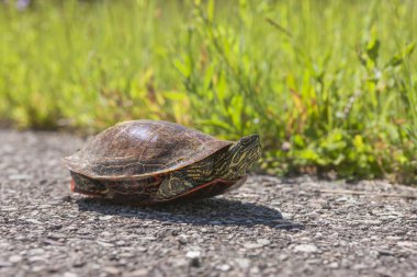 Painted turtle on walking path. clipart