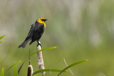 Sarı kafalı siyah kuş.