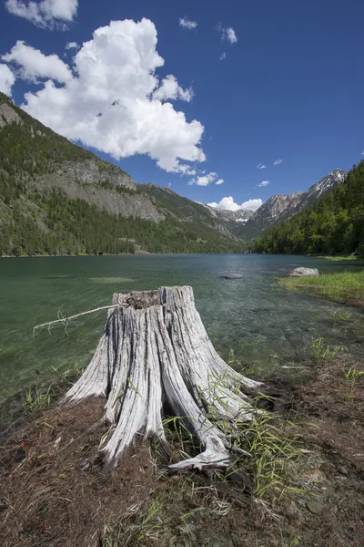 Stump at Lake MacDonald. — Stock Photo, Image