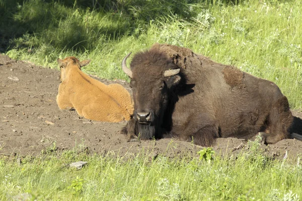 Bison and calf lay down. — Stock Photo, Image