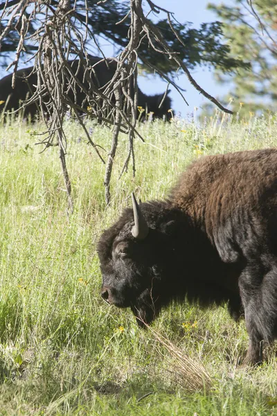 Portret voor bison. — Stockfoto