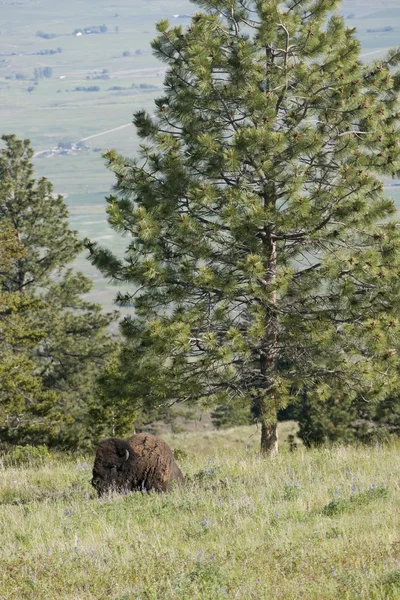 Buffalo junto à árvore . — Fotografia de Stock