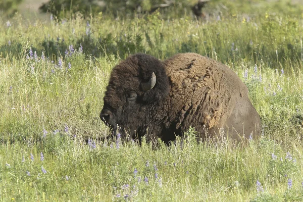 Bison lays in grass. — Stock Photo, Image