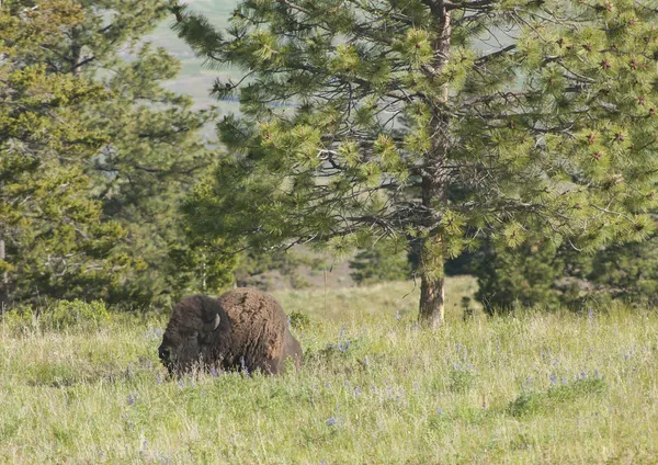 Bison junto à árvore . — Fotografia de Stock