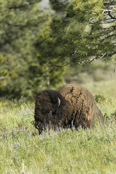 Bison lays in the meadow. — Stock Photo, Image