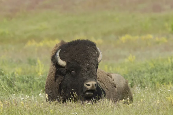 Büyük bison çayırda. — Stok fotoğraf