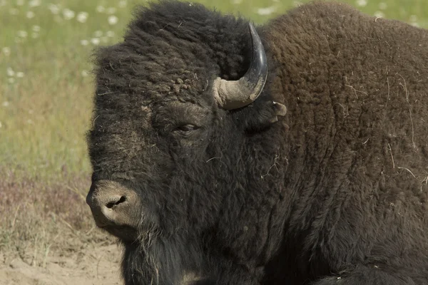 Buffalo close up. — Stock Photo, Image