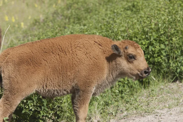 Bison Calf. — Stock Photo, Image