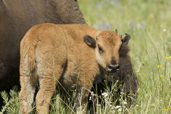 Bison calf by mother. — Stock Photo, Image