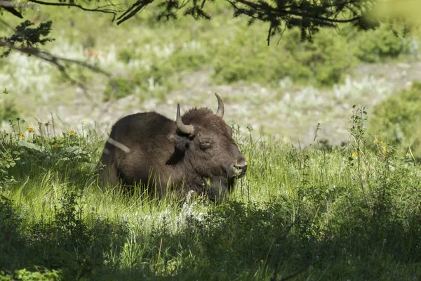 Bison lays in the shade. — Stock Photo, Image