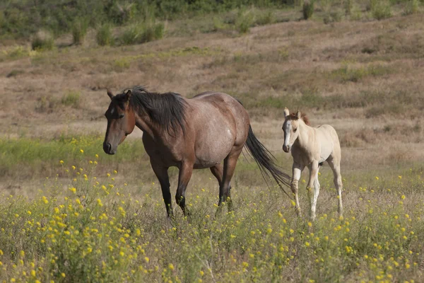 Pony segue la madre . — Foto Stock