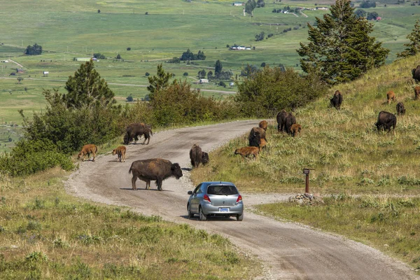 Bison bloqueia carros caminho . — Fotografia de Stock