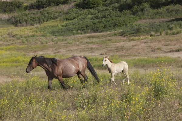 Matka a colt. — Stock fotografie