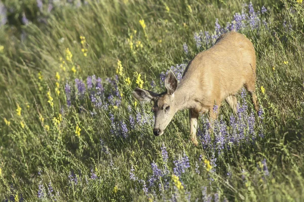 Deer in grass. — Stock Photo, Image